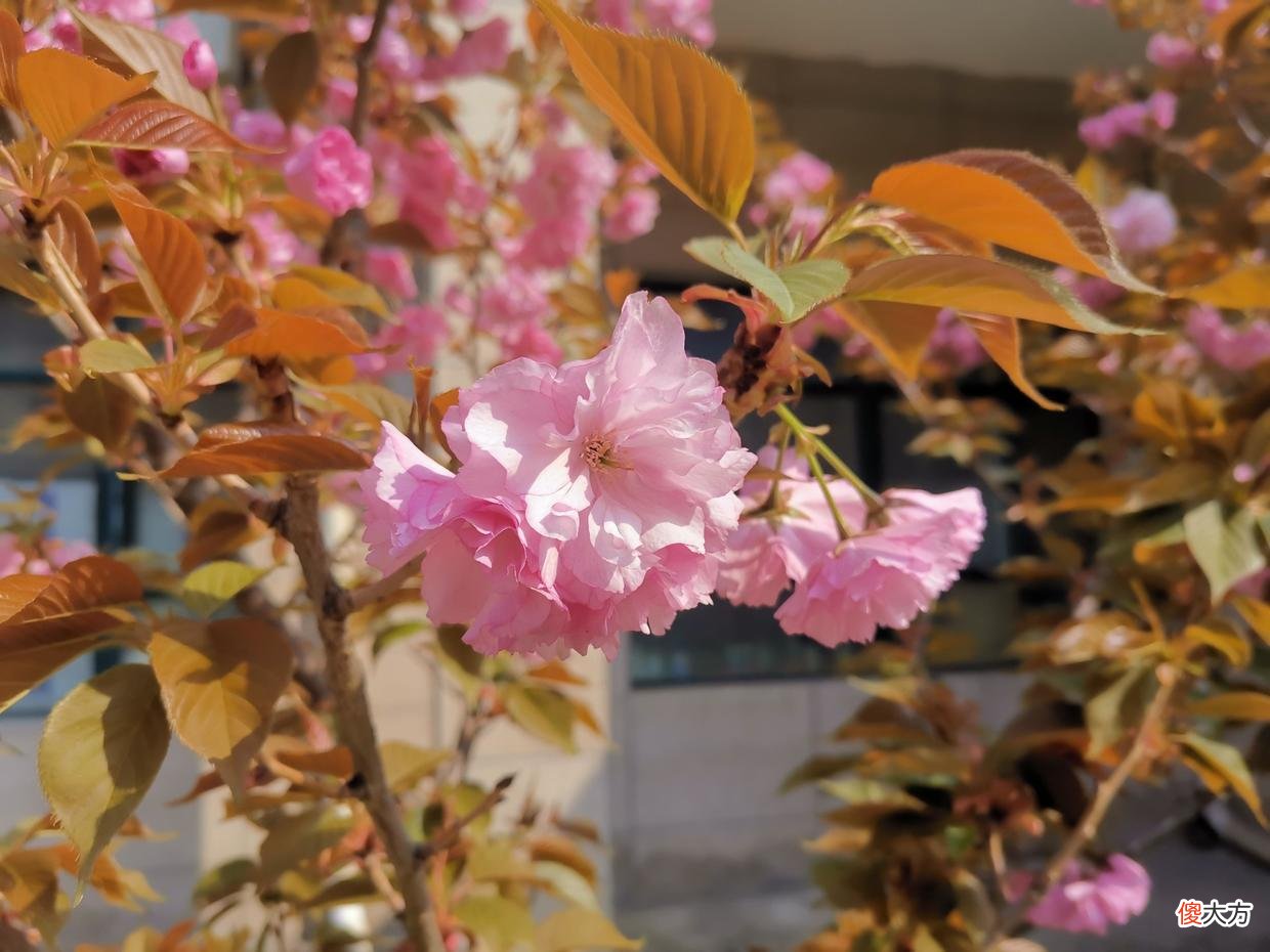 【爱历史】曾国藩：居官不过偶然之事，居家乃是长久之计