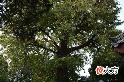 甲木日主生于酉月如何取用神?