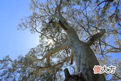 甲木日主生于戌月如何取用神?