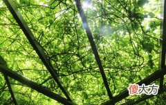 乙木日主生于午月如何取用神?