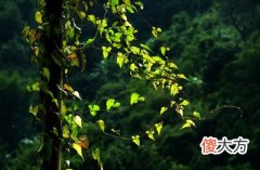 乙木日主生于申月如何取用神?