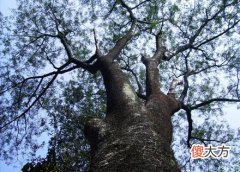 甲木日主生于巳月如何取用神?