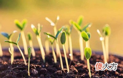 己土日主生于申月如何取用神?