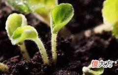 己土日主生于亥月如何取用神?