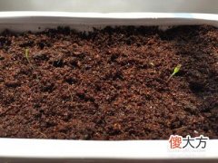 己土日主生于辰月如何取用神?