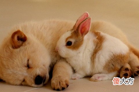 狗死在家里有忌讳嘛