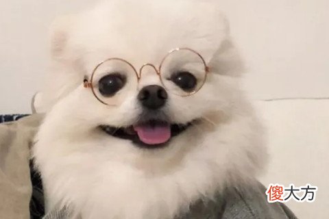 狗死在家里是为主人挡灾吗