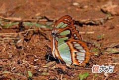 己土日主生于卯月如何取用神?