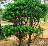 门前种摇钱树好吗？门前种摇钱树好不好？