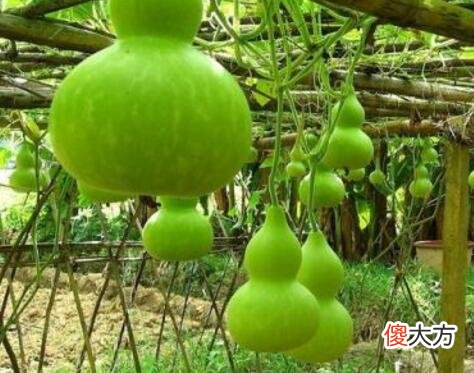 门前种葫芦好吗？门前种葫芦好不好？