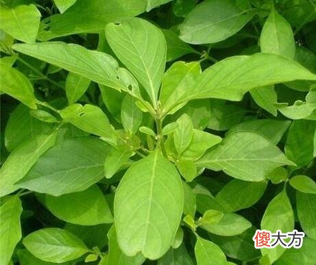 门前种灵芝草好吗?门前种灵芝草好不好?