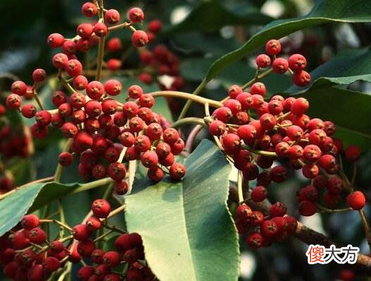 门前种花椒树好吗?门前种花椒树好不好?