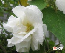 门前种芙蓉好吗？门前种芙蓉好不好？