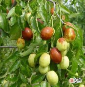 门前种枣树好吗？门前种枣树好不好？