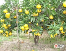 门前种橘树好吗？门前种橘树好不好？