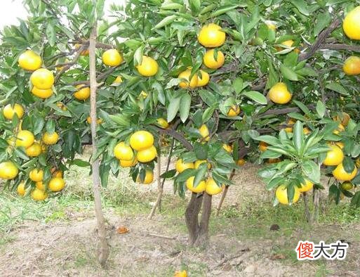 门前种橘树好吗？门前种橘树好不好？