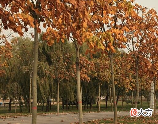 门前种梧桐好吗?门前种梧桐好不好?