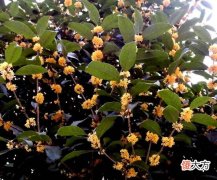 门前种桂树好吗？门前种桂树好不好？