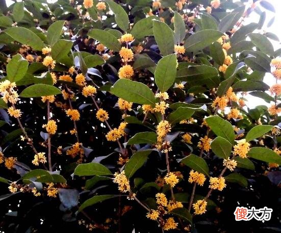 门前种桂树好吗?门前种桂树好不好?