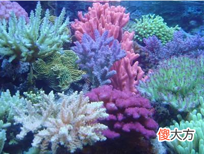 1月8日诞生石-珊瑚
