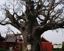 门前种槐树好吗？门前种槐树好不好？