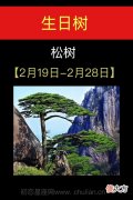 2月19日-2月28日(松树)
