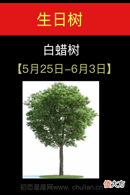 5月25日-6月03日(白蜡树)