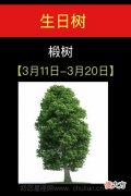3月11日-3月20日(椴树)