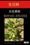 6月14日-6月23日(无花果树)