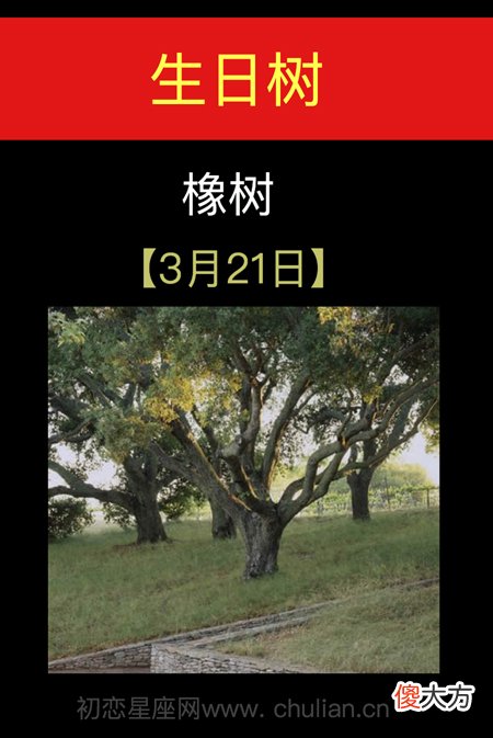3月21日(橡树)
