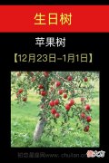 12月23日-1月01日(苹果树)