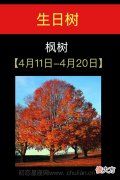 4月11日-4月20日(枫树)