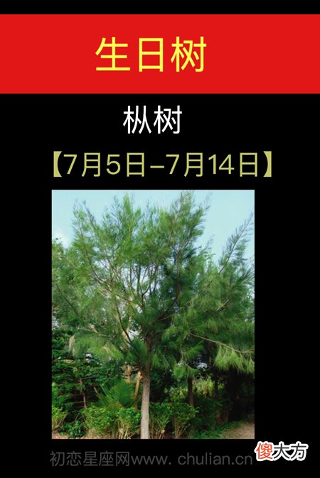 7月05日-7月14日(枞树)