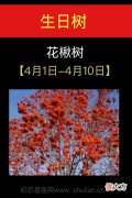 4月01日-4月10日(花楸树)