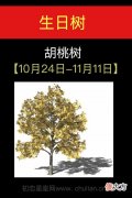 10月24日-11月11日(胡桃树)
