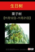 11月12日-11月21日(栗子树)