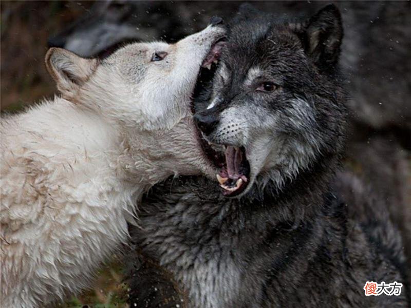 【历史故事】狼道：人遇挫折难翻身？牢记这几点“狼性”，连穷人都很难不成功