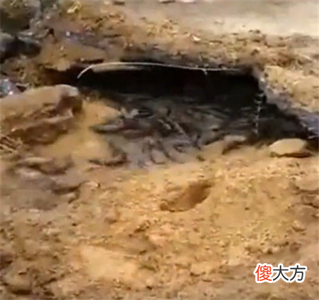 公路底下老是发出怪响,工人疑惑挖开查看,眼前一幕不可思议