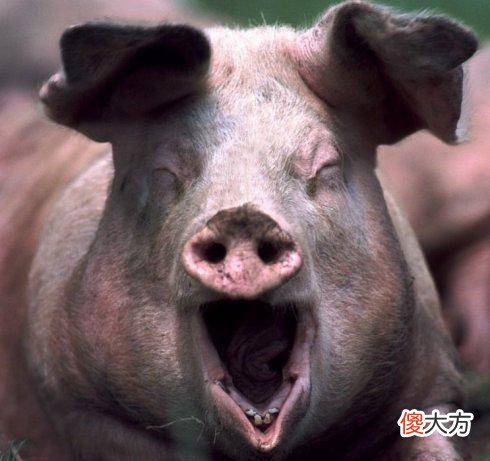 【爱历史】明朝国姓是“朱”，那百姓要吃猪肉怎么办？朱元璋的做法太机智了