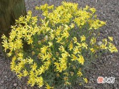 1月2日生日花-野滥缕菊