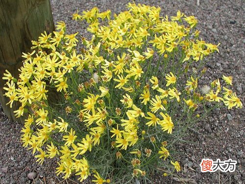 1月2日生日花-野滥缕菊