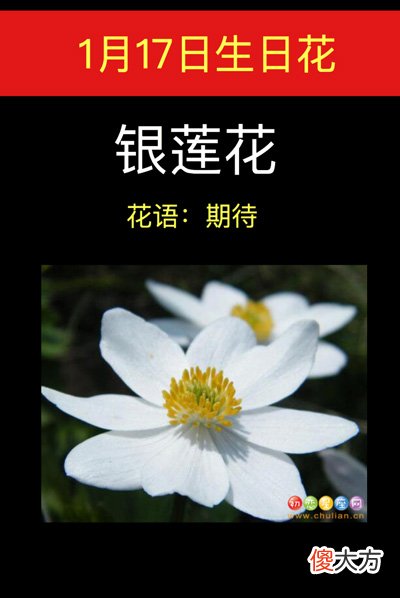1月17日生日花-银莲花