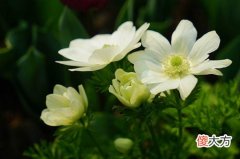 1月17日生日花-银莲花