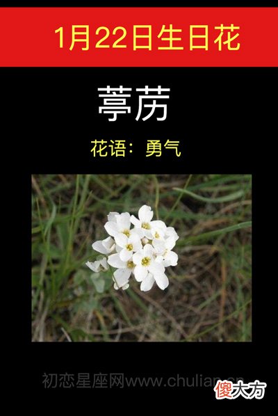 1月22日生日花-葶苈