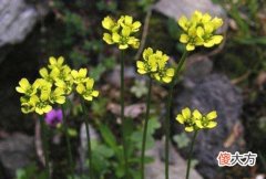 1月22日生日花-葶苈