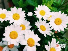 1月18日生日花-雏菊