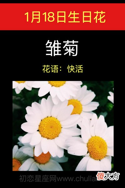 1月18日生日花-雏菊