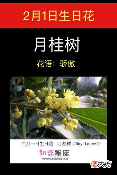2月1日生日花-月桂树