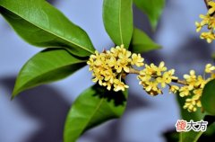 2月1日生日花-月桂树