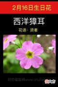 2月16日生日花-西洋獐耳